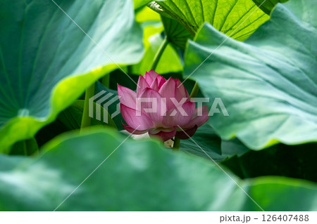 蓮の葉に包まれて咲く濃いピンクの蓮の花 蓮の葉に包まれて咲く濃いピンクの蓮の花 126407488