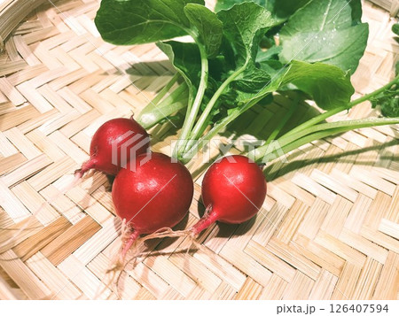 家庭菜園で育てたラディッシュを収穫して洗った119 126407594