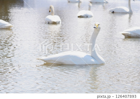 北海道の春に訪れるハクチョウ 北海道の春に訪れるハクチョウ 126407893