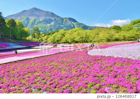 羊山公園の芝桜 埼玉 羊山公園の芝桜 埼玉 126408017