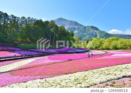 羊山公園の芝桜　埼玉 126408018
