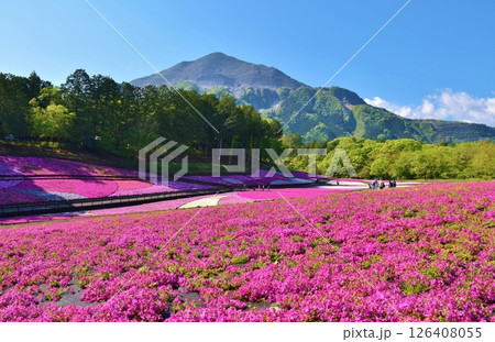 羊山公園の芝桜　埼玉 126408055