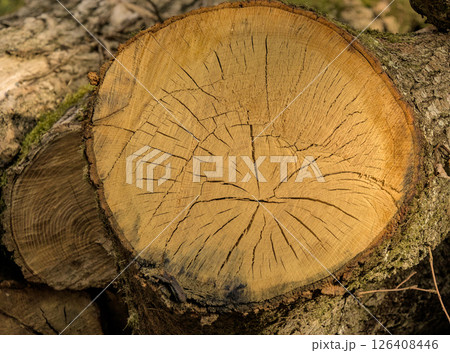 Talled tree showing your age Talled tree showing your age 126408446