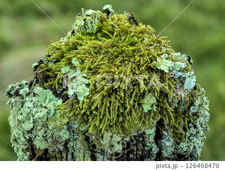 Licans and moss covering a wooden post Licans and moss covering a wooden post 126408470