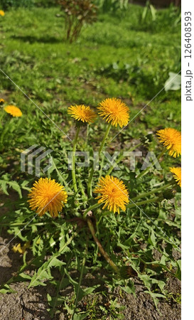 Bright yellow dandelions blooming in a grassy garden under sunlight. Concept of resilience, simplicity, and natural beauty in wild urban nature Bright yellow dandelions blooming in a grassy garden under sunlight. Concept of resilience, simplicity, and natural beauty in wild urban nature 126408593