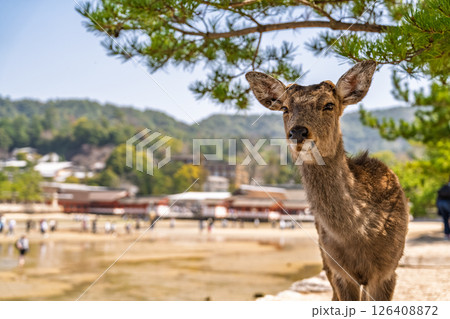 《広島県》宮島の風景 126408872