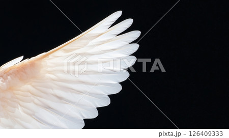 White angel wing isolated on black 126409333