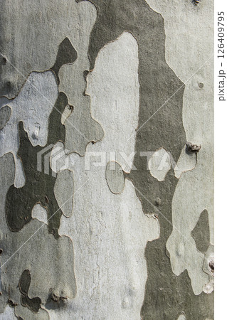 Natural dry tree bark with beautiful embossed texture. The green moss. Natural dry tree bark with beautiful embossed texture. The green moss. 126409795