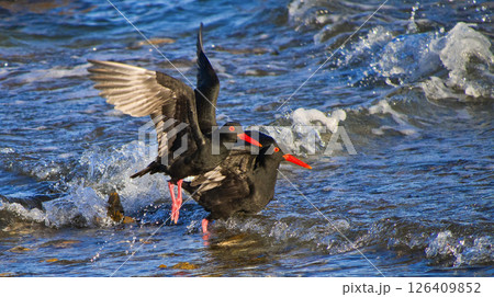 African Black Oystercatcher, Walker Bay Nature Reserve 126409852
