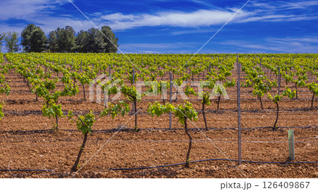Valdepenas Vineyards, Spain 126409867