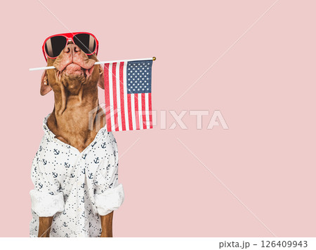 Charming brown puppy, sunglasses and American flag Charming brown puppy, sunglasses and American flag 126409943
