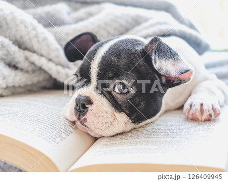 Cute puppy and old book. Close-up, indoors 126409945