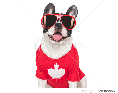 Cute puppy, sunglasses and Canadian Flag. Studio shot 126409953