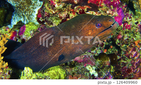 Giant Moray, Maldives 126409960