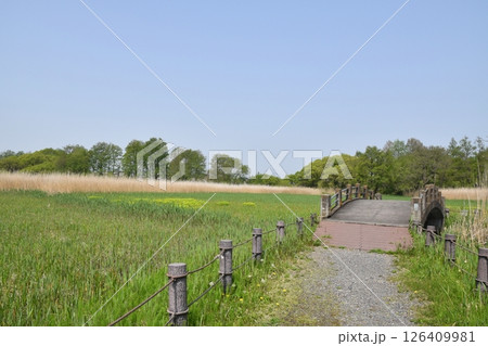 晴れた春の茂林寺沼　群馬 126409981