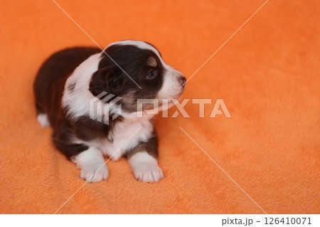 A small brown and white puppy is laying on an orange blanket 126410071