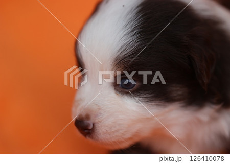 A small black and white puppy with blue eyes A small black and white puppy with blue eyes 126410078