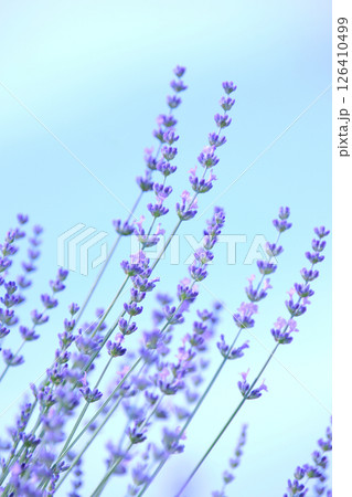 ラベンダー 10 青空に映えるラベンダー ラベンダー 10 青空に映えるラベンダー 126410499