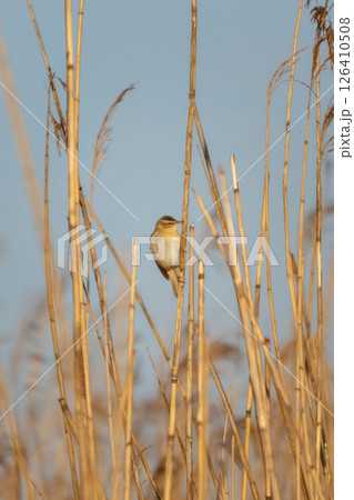 Sedge warbler (Acrocephalus schoenobaenus) singing in reed marsh habitat. Sedge warbler (Acrocephalus schoenobaenus) singing in reed marsh habitat. 126410508