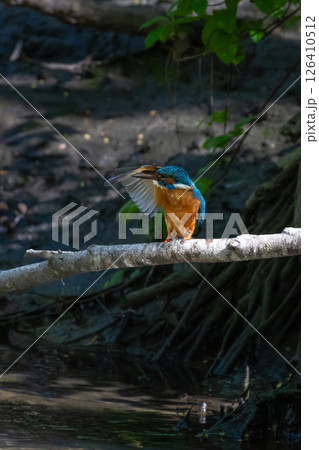 Wildlife shot of Common kingfisher (Alcedo atthis) on the branch Wildlife shot of Common kingfisher (Alcedo atthis) on the branch 126410512