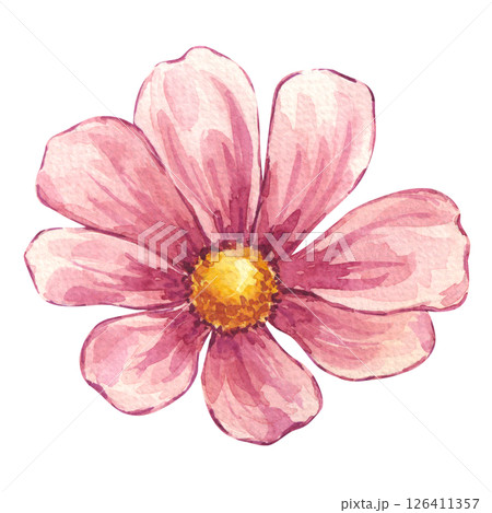 Watercolor blooming pink cosmos flower. Floral botanical drawing. Hand drawn illustration isolated white background. Element for wedding invitation, save the date, greeting design, wallpaper Watercolor blooming pink cosmos flower. Floral botanical drawing. Hand drawn illustration isolated white background. Element for wedding invitation, save the date, greeting design, wallpaper 126411357