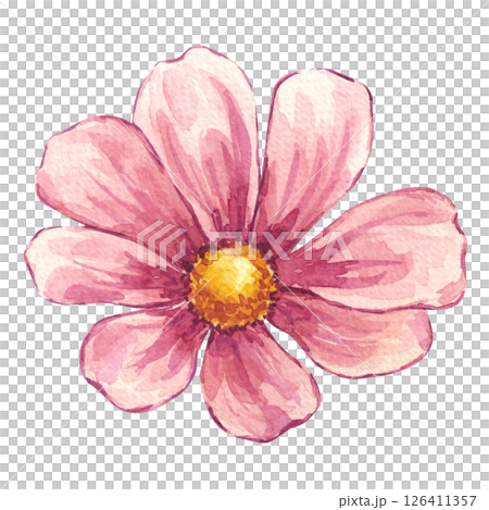Watercolor blooming pink cosmos flower. Floral botanical drawing. Hand drawn illustration isolated white background. Element for wedding invitation, save the date, greeting design, wallpaper Watercolor blooming pink cosmos flower. Floral botanical drawing. Hand drawn illustration isolated white background. Element for wedding invitation, save the date, greeting design, wallpaper 126411357