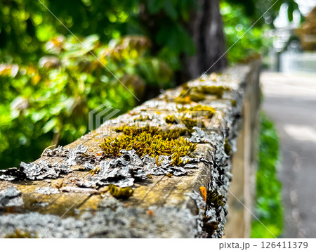 Moss covered wooden fence with green leaves in the background 126411379