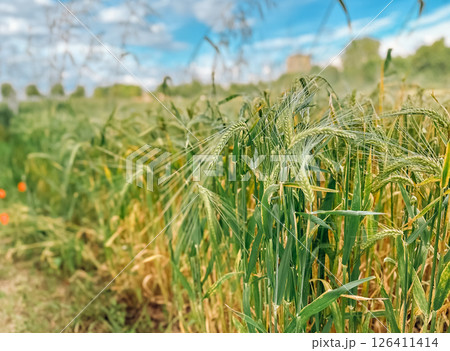 Field of green and yellow grass with a few orange flowers in the foreground 126411414