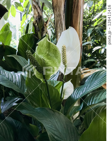 Plant with green leaves and white flowers Plant with green leaves and white flowers 126411416