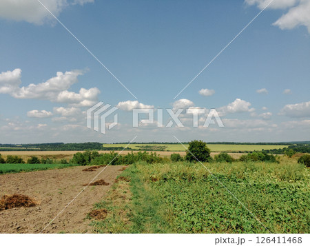 Field with a few trees and a cloudy sky Field with a few trees and a cloudy sky 126411468
