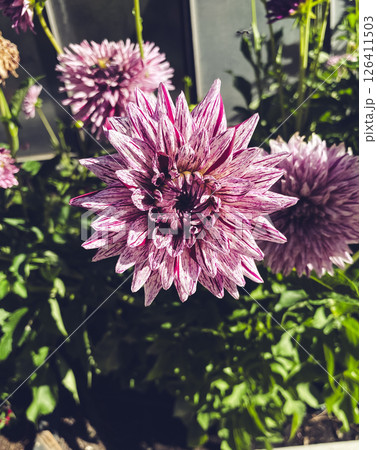 Close up of a pink and white flower with a black center Close up of a pink and white flower with a black center 126411503