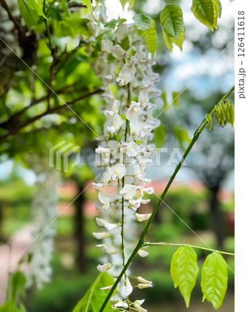 Tree with white flowers is in a park Tree with white flowers is in a park 126411618