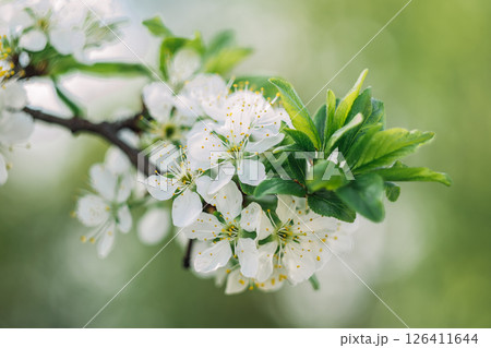 A white flower with green leaves is on a branch A white flower with green leaves is on a branch 126411644