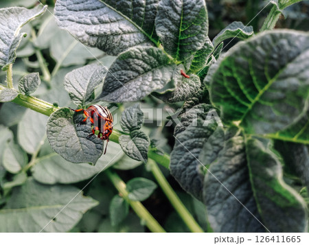 A bug is sitting on a leaf of a plant 126411665