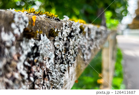 Wooden fence with moss growing on it 126411687
