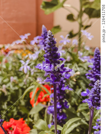 Purple flower with a red stem is in a garden 126411708