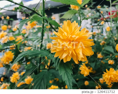 A yellow flower is in the foreground of a green bush 126411712