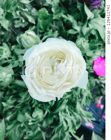 A white flower is in a green bush A white flower is in a green bush 126411741