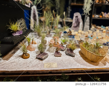 A table with many small plants and rocks on it 126411756