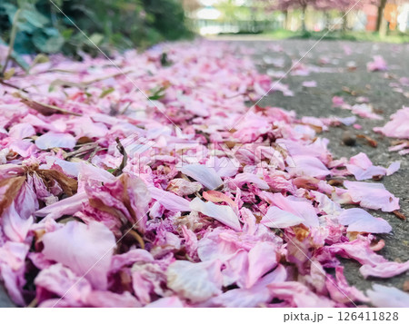 Pink flower petals scattered on the ground Pink flower petals scattered on the ground 126411828