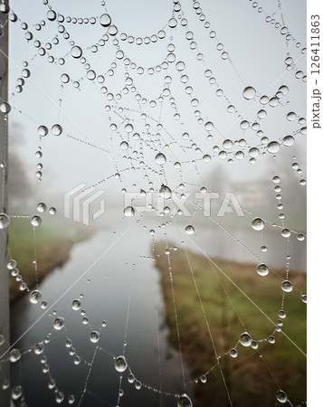 A spider web is covered in raindrops, creating a beautiful and serene scene 126411863
