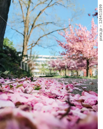 A beautiful scene of pink flowers and trees with a blue sky in the background 126411899
