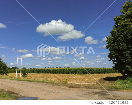 Field of corn is in the background of a cloudy sky 126411921