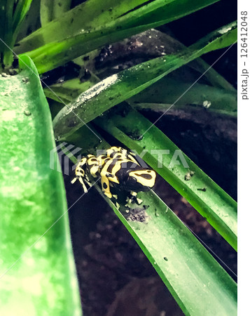 Yellow and black frog is sitting on a green leaf 126412048