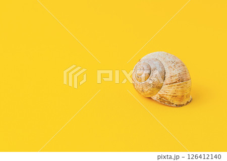 Small shell is sitting on a yellow background Small shell is sitting on a yellow background 126412140