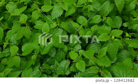 Stem tops of stinging nettle or Urtica dioica medicinal plant with fresh green leaves wet after rain in spring forest at rainy day. Springtime natural background from young lush foliage, high angle. Stem tops of stinging nettle or Urtica dioica medicinal plant with fresh green leaves wet after rain in spring forest at rainy day. Springtime natural background from young lush foliage, high angle. 126412682