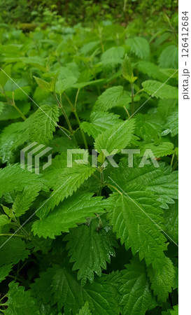 Closeup thicket of stinging nettle medicinal plant with fresh green leaves wet after rain and covered with water drops in spring forest at rainy day. Springtime natural background from lush foliage. Closeup thicket of stinging nettle medicinal plant with fresh green leaves wet after rain and covered with water drops in spring forest at rainy day. Springtime natural background from lush foliage. 126412684