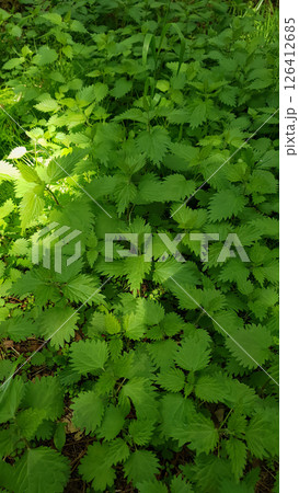 Stem tops of stinging nettle or Urtica dioica medicinal plant with fresh green leaves under sunlight in spring forest at sunny day. Springtime natural background from young lush foliage, high angle. 126412685