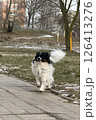 Playful Long-Haired Dog Running on a Cold Winter Day 126413276