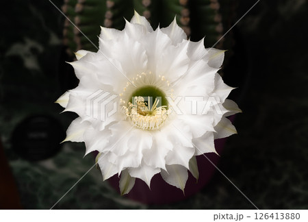 Blooming white Queen of the Night cactus flower in dark with detailed center 126413880
